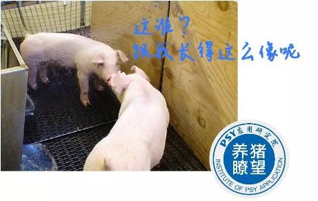 给猪装个镜子,可以减少环境对猪的应激?