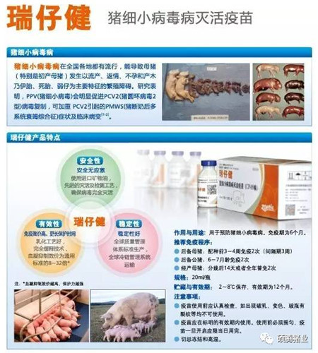 要想猪场的“发动机”发挥其最大的生产性能，这些点你必须得get到！！！