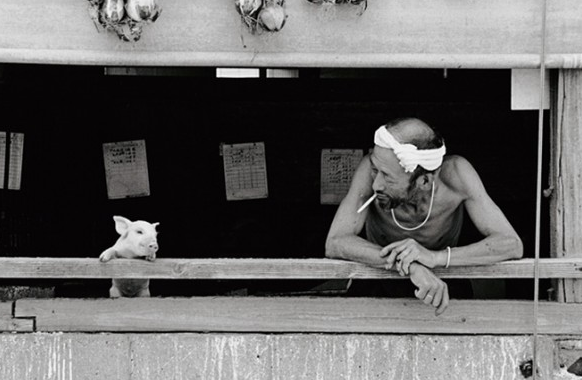 我是怎么养猪失败的 看哭了90年代的养猪人!