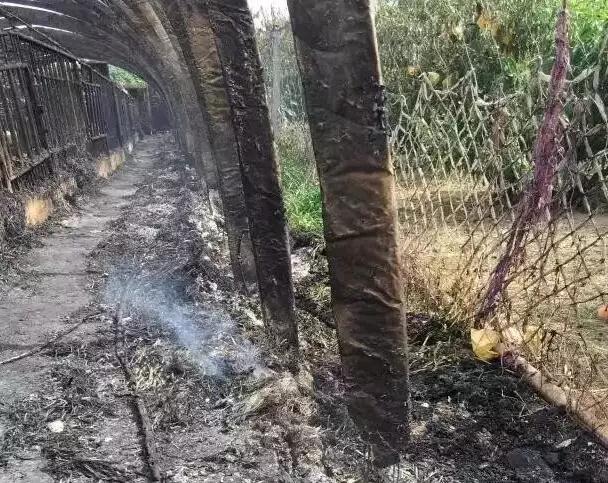 惨！遍地是死猪！都是高温天气惹的祸？