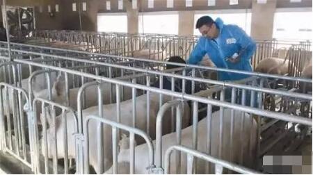 这个养猪场，种种做法很“怪异”，老板却说……