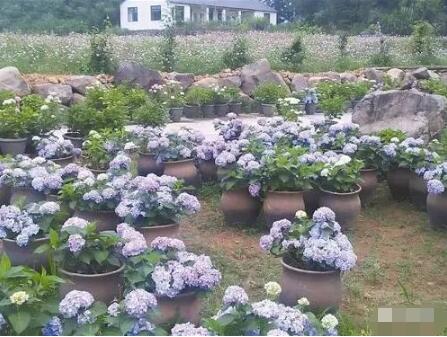 这个养猪场，种种做法很“怪异”，老板却说……