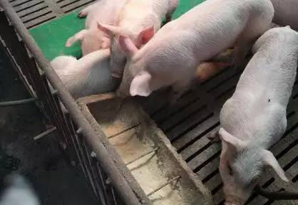 “贪”和“犟”这两个字,竟然能让养猪人吃大亏!