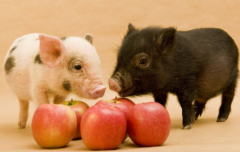 猪肉供需基本平衡 后期猪价回升空间有限 避免过度补栏