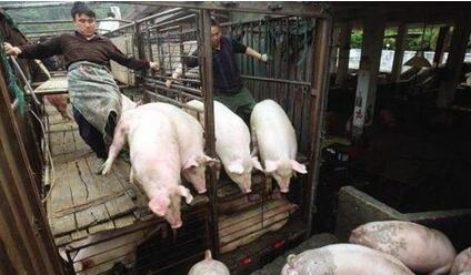 专家:下半年猪价回升空间有限,除非排除这三点!