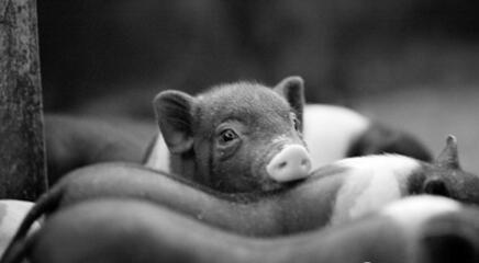 大势:未来3年,东北将引领全国养猪业的转型升级