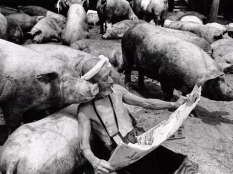 这位日本养猪老人的做法,让所有养猪人汗颜