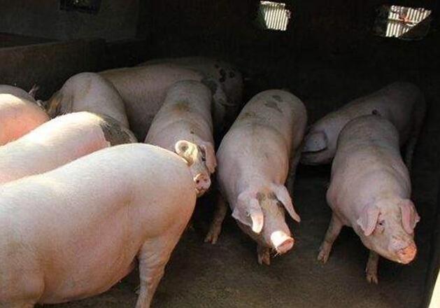 禁养散户莫担忧,可以转型做这个