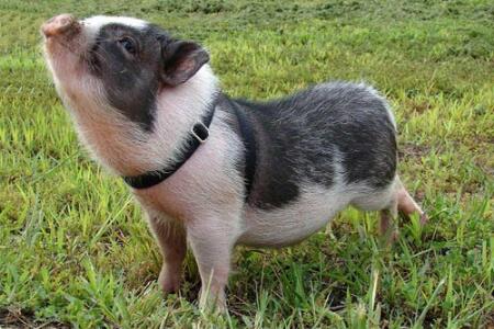 环保成为养殖业的一道门槛 环保猪怎么养?