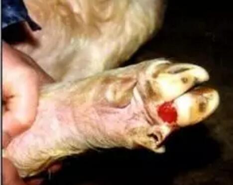 小妙招防治猪病，错过不再有