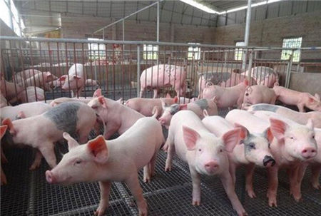 国外夏季怎么养猪的?有些是很先进,有些还不如我们