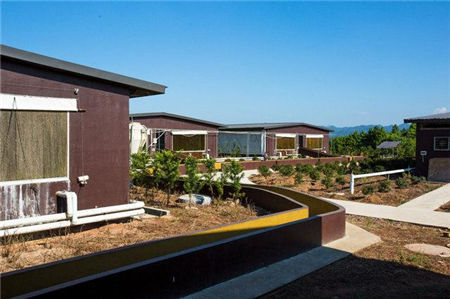 国外夏季怎么养猪的?有些是很先进,有些还不如我们