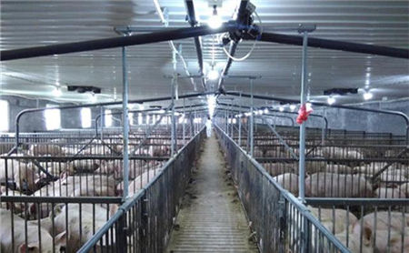 国外夏季怎么养猪的?有些是很先进,有些还不如我们