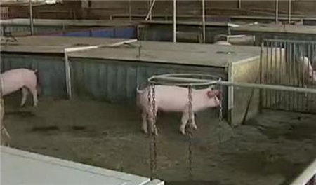 国外夏季怎么养猪的?有些是很先进,有些还不如我们