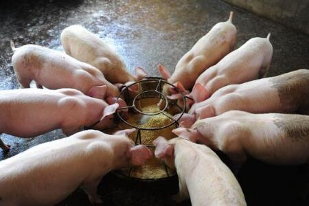 猪胀气快速死亡，养猪人说3类很好治，有1类只能放弃