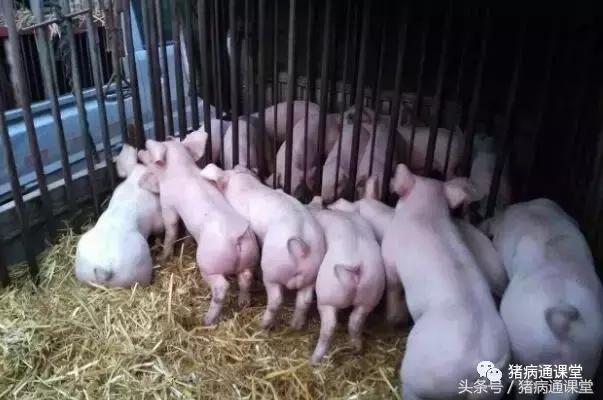 经济实用的中药，在猪病防治中的妙用！