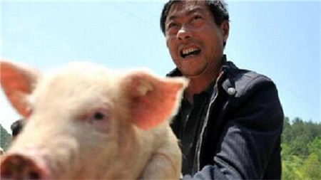 用二十年的亲身经历告诉你,养猪是真的可以赚钱!