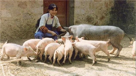 用二十年的亲身经历告诉你,养猪是真的可以赚钱!