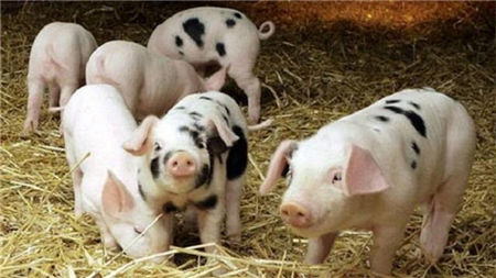 用二十年的亲身经历告诉你,养猪是真的可以赚钱!