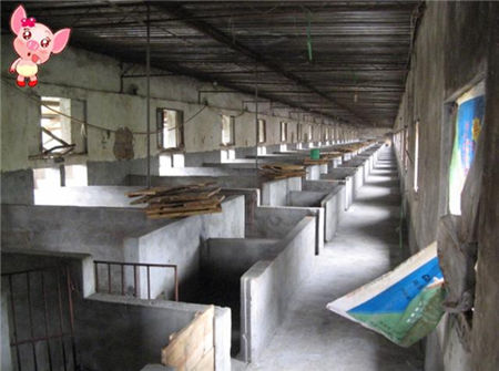 养猪经常用的六个妙招，用好了养猪肯定不会赔钱