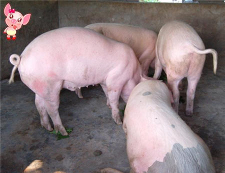 养猪经常用的六个妙招，用好了养猪肯定不会赔钱