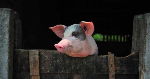 下半年想赚钱,关键看何时补栏出栏?这里有答案!
