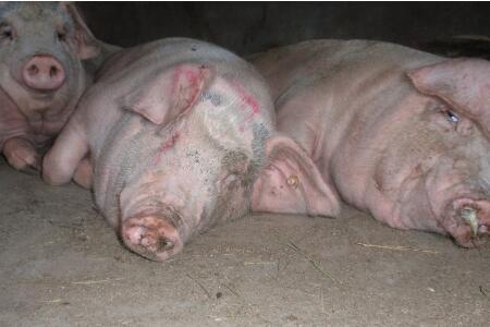 变废为宝!病死畜禽处理实现零污染?来看看如何做到