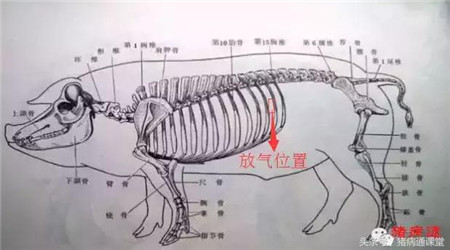 夏季这两种猪病，99%的猪场都有可能发生过