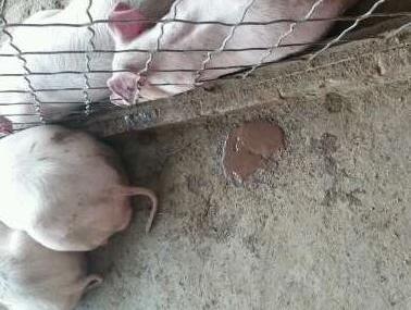 如何从粪便鉴别猪病,收藏起来不用请兽医