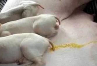 如何从粪便鉴别猪病,收藏起来不用请兽医