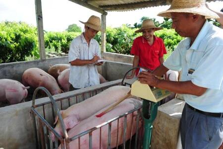 喂猪=喂饲料+喂点药!还美名其曰保健?