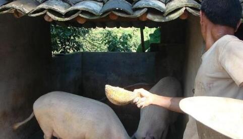 养猪人:这有一个好消息一个坏消息,你要先听哪个?