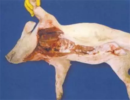 猪只疫病防控形势都这么严峻了！你还蒙在鼓里？！