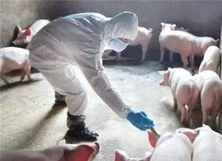 猪只疫病防控形势都这么严峻了！你还蒙在鼓里？！