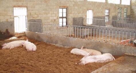 养殖户怒了:这养猪新模式就是个骗局!