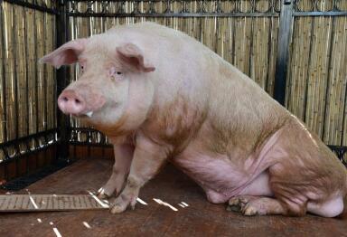 养猪户们的福利：低于某一猪价，保险公司一天内理赔