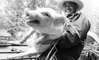 养猪人:行业格局动荡不断,下一个被淘汰的会是我吗?