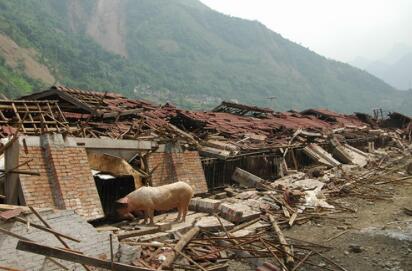 大风袭击，6间猪舍倒塌，8头猪死亡，近200头猪受伤