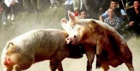 猪价“看天”涨跌!人大代表为养猪人叫冤!