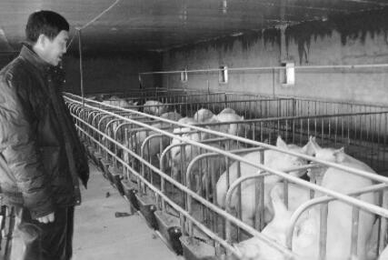 浙江不让家庭养猪，这让被清退的农村散养户怎么办？