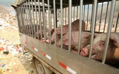 涉嫌走私生猪超7吨，为何只拟作行政处罚？