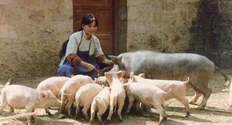 养猪业积累已久的三大隐患,要继续,就必须解决!