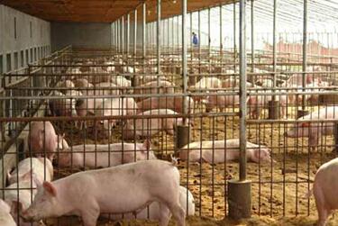 7月断档化为泡影!8月猪价上涨空间大!