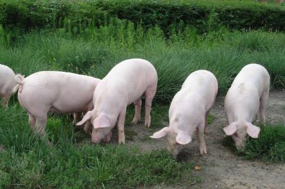 中国养猪业风云榜!除了温氏、牧原都还有谁?