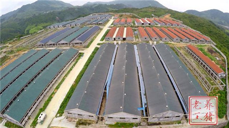 2017年养猪人的最终出路到底在哪里?