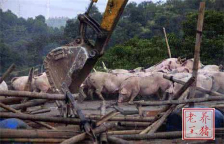 2017年养猪人的最终出路到底在哪里?