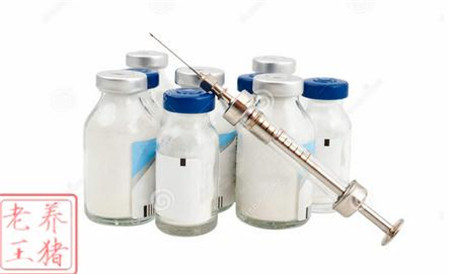 2017年养猪人的最终出路到底在哪里?