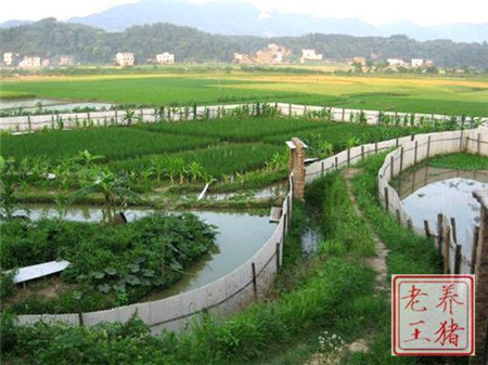 2017年养猪人的最终出路到底在哪里?