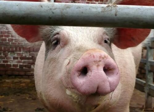 家庭养猪或将退出历史舞台,农村养殖环境谁来保护!