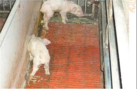 不可小觑！猪病毒性腹泻的防控